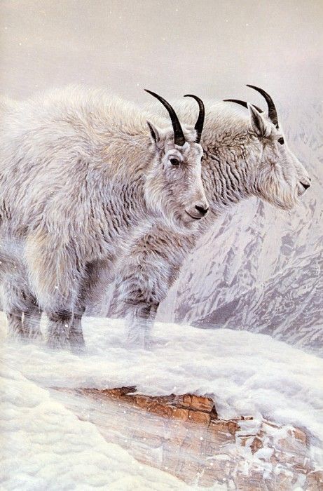 Parker, Ron - Mountain Goat (end. , 