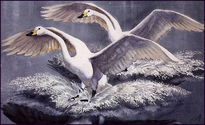 43602. Tunnicliffe, 