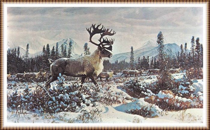 zFox SWD JC 32 Caribou In Winter. , 