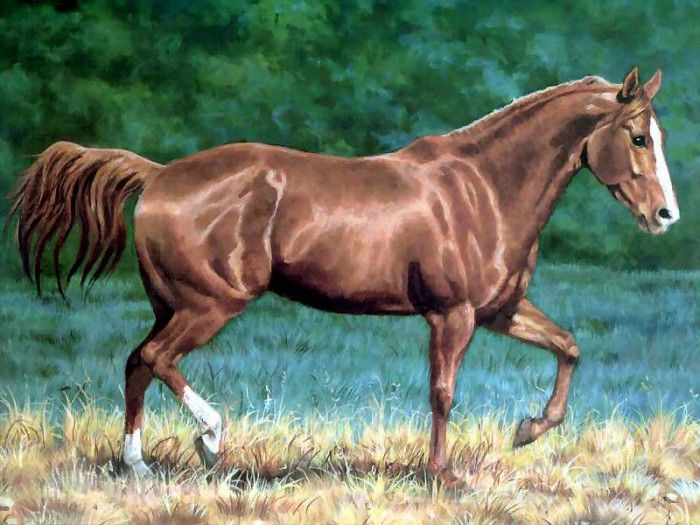 horses in the mist csg008 quarter horse sorrel. , 