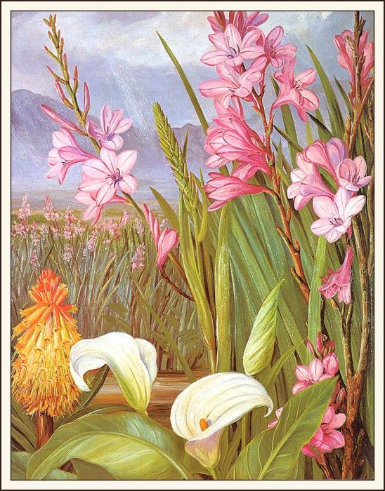 bs-flo- Marianne North- Beauties Of The Swamps- South Africa. , 