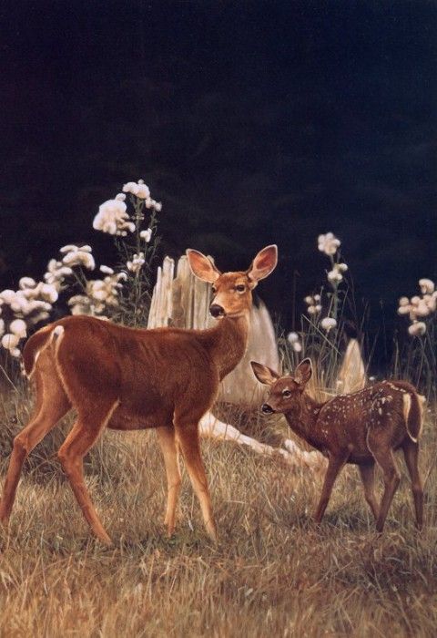 Bob Travers - SK Wildlife Federation Card-Deer, De. , 