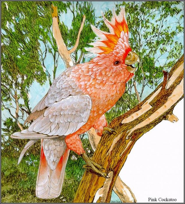 pa TonyOliver AustralianEndangeredWildlife 03. Оливер, Тони