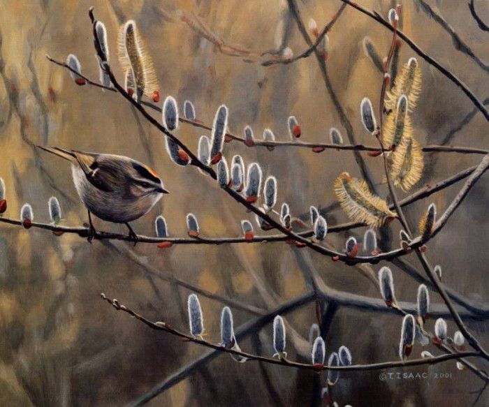 Terry Isaac - Kinglet and Pussywillows, De. , 