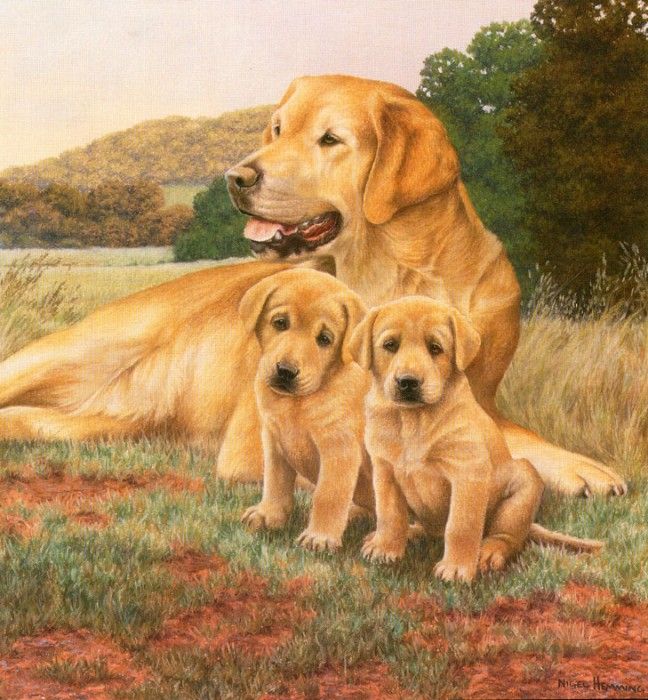 Ipl 0030 Yellow Lab with Two Pups NigelHemmimg sqs. ,    