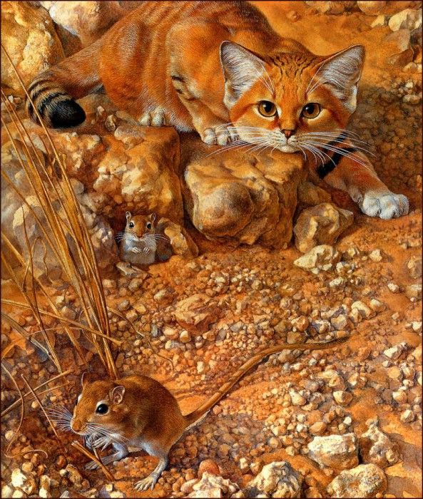 bs-na- Peter Warner- Sand Cat. , 
