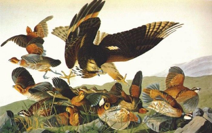audubon bobwhite (virginia partridge) 1825. Audubon,  