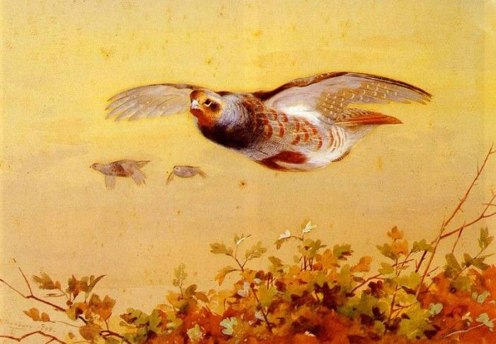 Thorburn Archibald English Partridge In Flight. , 