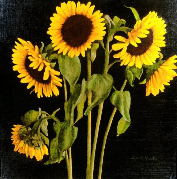 Hardy David Sunflowers. , 
