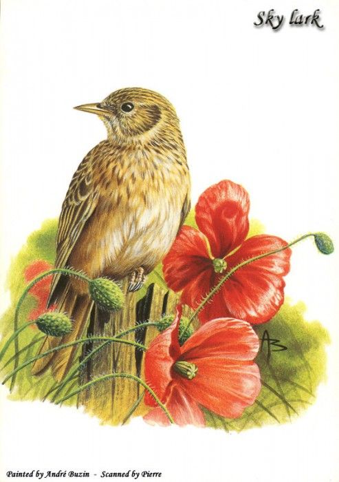 abs 12 sky lark. �����, �����