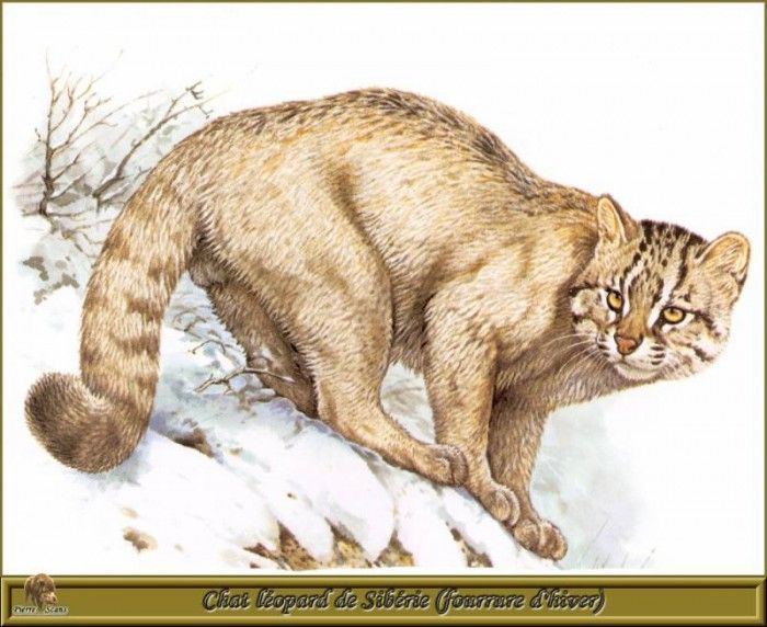 PO pfrd 092 Chat lopard de Sibrie fourrure dhiver. Dallet, 
