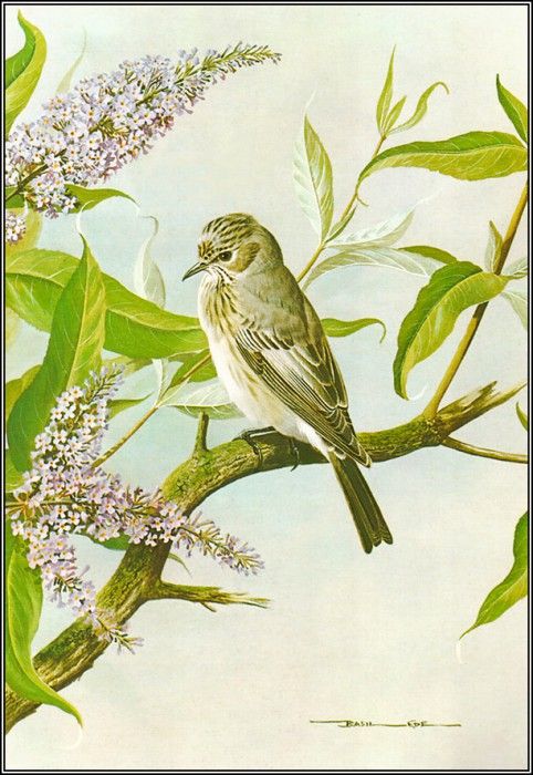 pa BasilEde 38 SpottedFlycatcher. , 