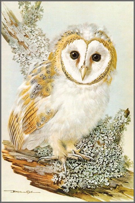 pa BasilEde 16 BarnOwl. , 