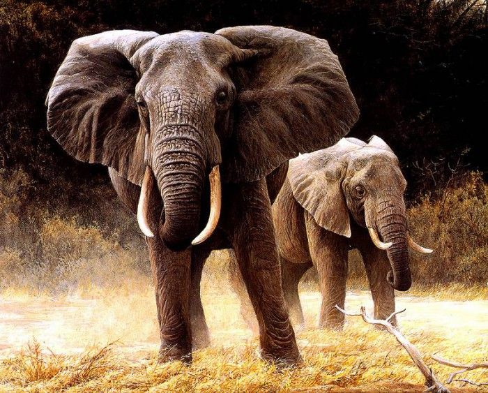 Safari 15 Elephant Robert Bateman sqs. Bateman, 