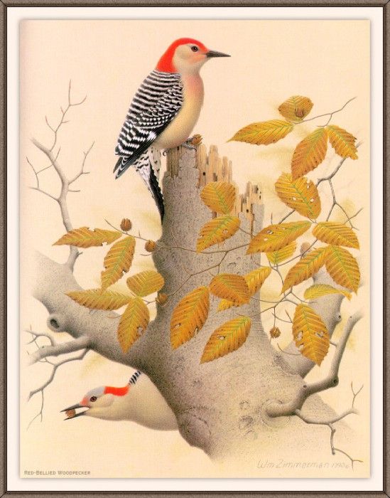 Sj WbZ 02 Red-bellied Woodpecker. , 