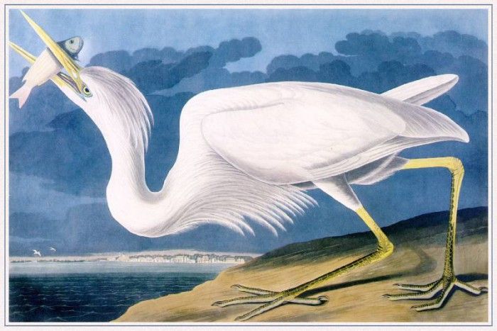 Audubon Great-White-Heron-sj. Audubon,  