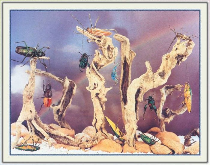 NorfleetB 41 PoliticalWorldRattle-WeaSDC. Norfleet, �������