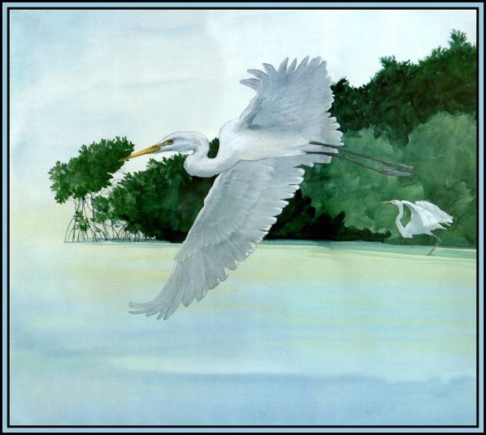 D50-AWE023-RB-Great Egret 5. Bansemer, 