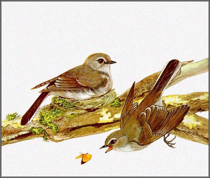 pa TonyOliver AustralianBirds 16 BrownFlycatcher. , 