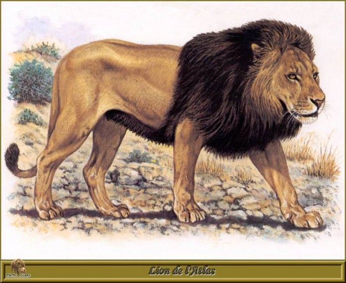 PO pfrd 046 Lion de lAtlas. Dallet, 
