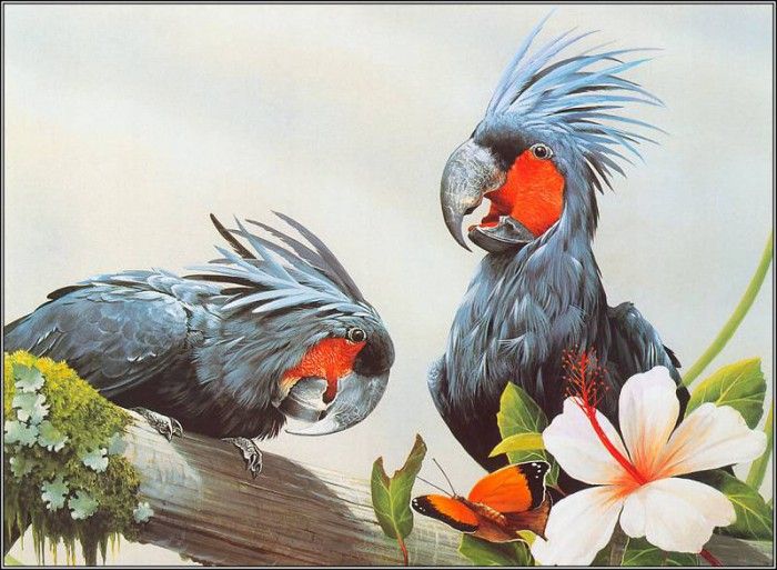 pa EricShepherd AP2004 04 PalmCockatoo. , 