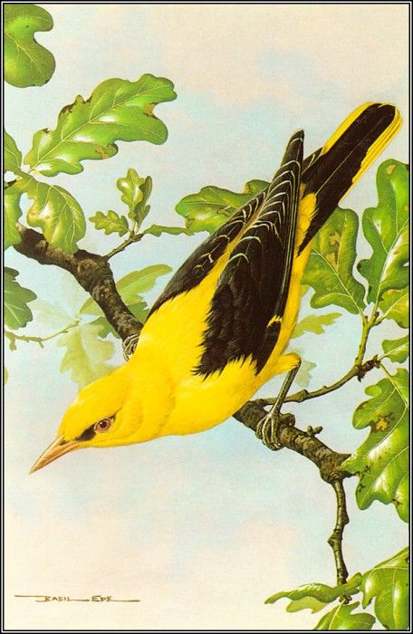 pa BasilEde 29 GoldenOriole. , 