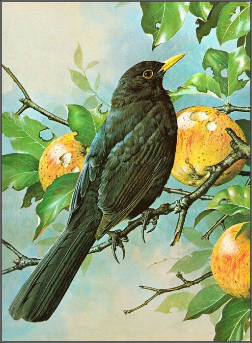 pa BasilEde 45 Blackbird. , 