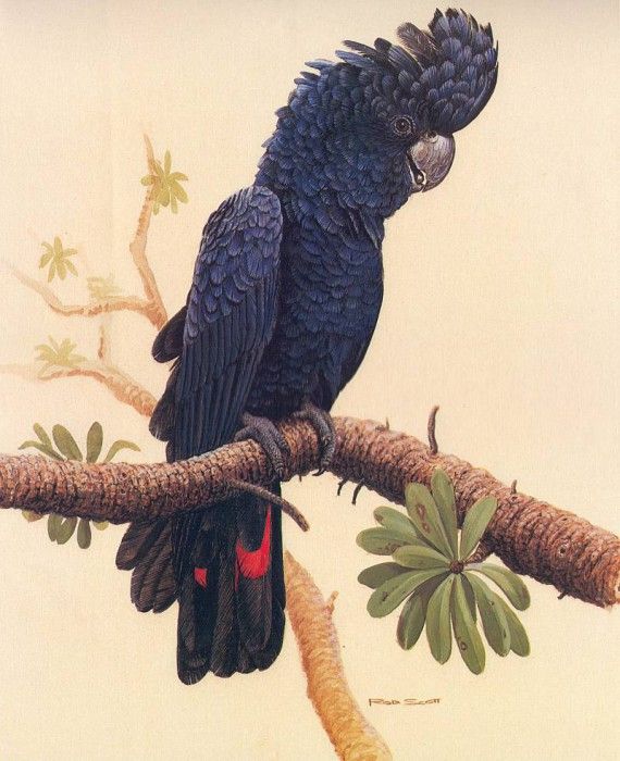 Oz AGls033 Rod Scott Red-Tailed Cockatoo. , Rod