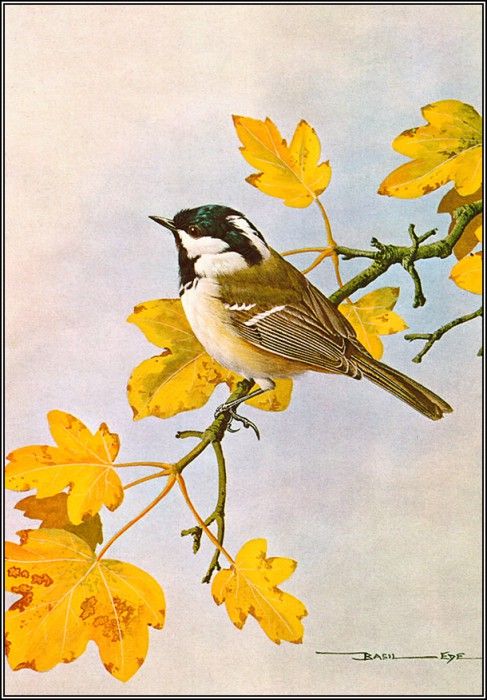pa BasilEde 40 CoalTit. Эде, Василий