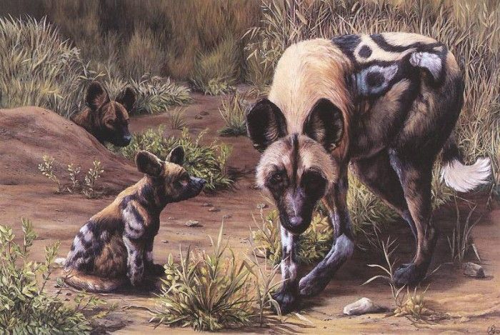 kb Johnson Shannon-African Wild Dogs.  