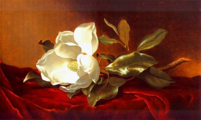 heade a magnolia on red velvet c1885-95. ,  