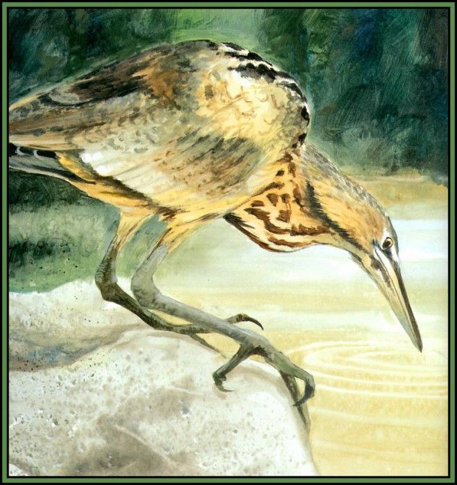 D50-AWE067-RB-American Bittern 1. Bansemer, 