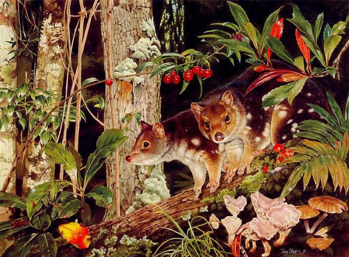 Oz AGls093 Tony Oliver Spotted Tail Quoll. , 
