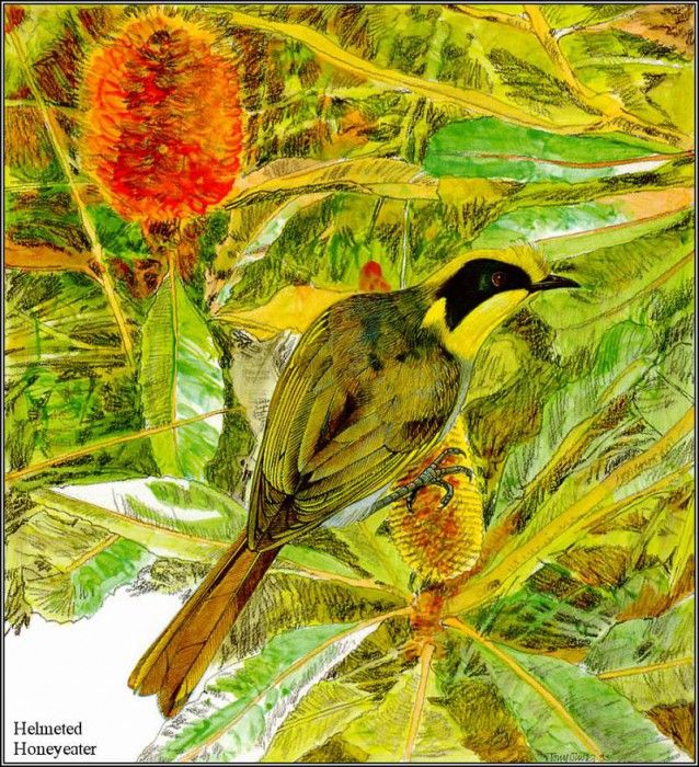 pa TonyOliver AustralianEndangeredWildlife 12. , 