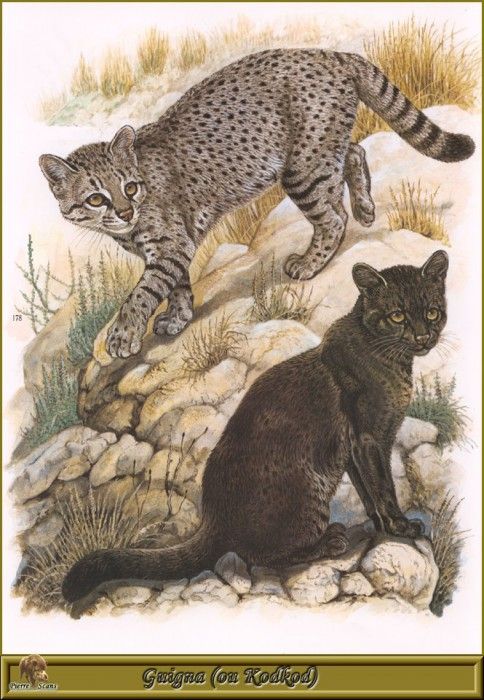 PO pfrd 033 Guigna ou Kodkod. Dallet, ������