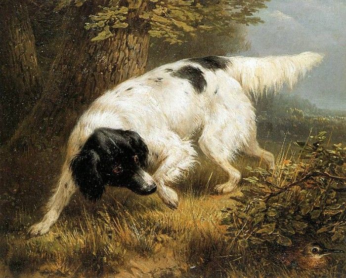 Ronner-Knip Henritte Stabyhoun Finds A Woodcock Sun . Ronner-Knip, 
