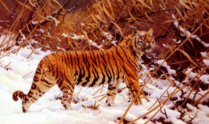 Ungewitter Hugo Siberischer Tiger In Einer Schneelandschaft. Ungewitter, Hugo