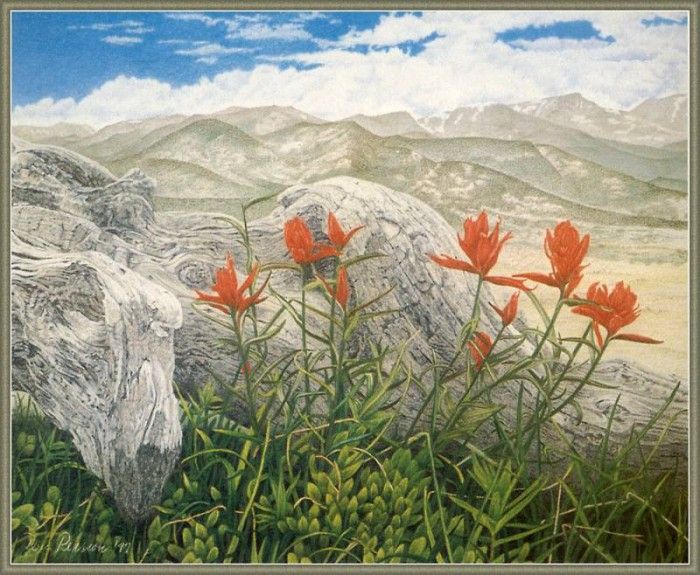 cr DonPearson-03-IndianPaintbrush. , 