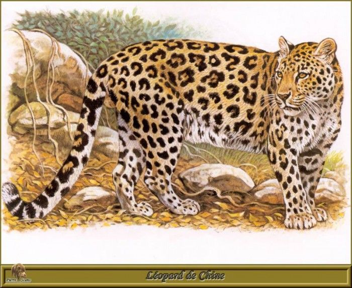 PO pfrd 052 Lopard de Chine. Dallet, 