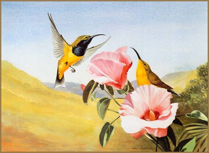 pa EricShepherd 04 Olive BackedSunbird. , 