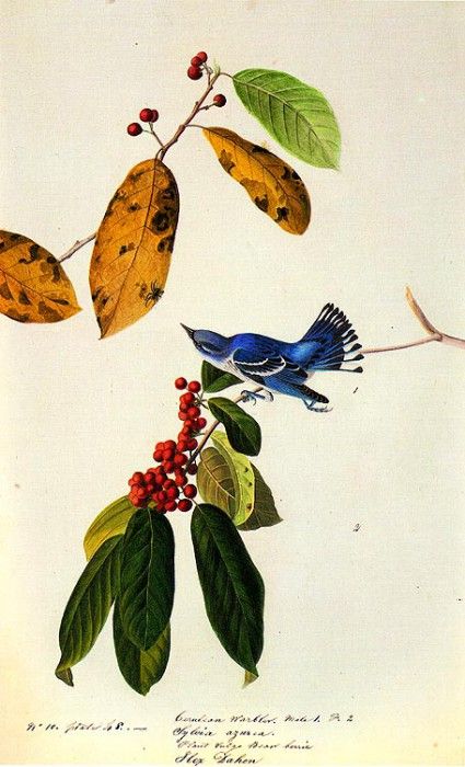 jja 0007 Cerulean Warbler 1822-Louisiana or Mississippi sqs. Audubon,  