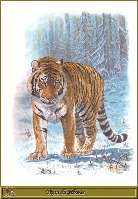 PO pfrd 002 Tigre de Sibrie. Dallet, 