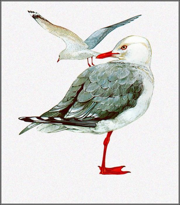 pa TonyOliver AustralianBirds 40 SilverGull. , 