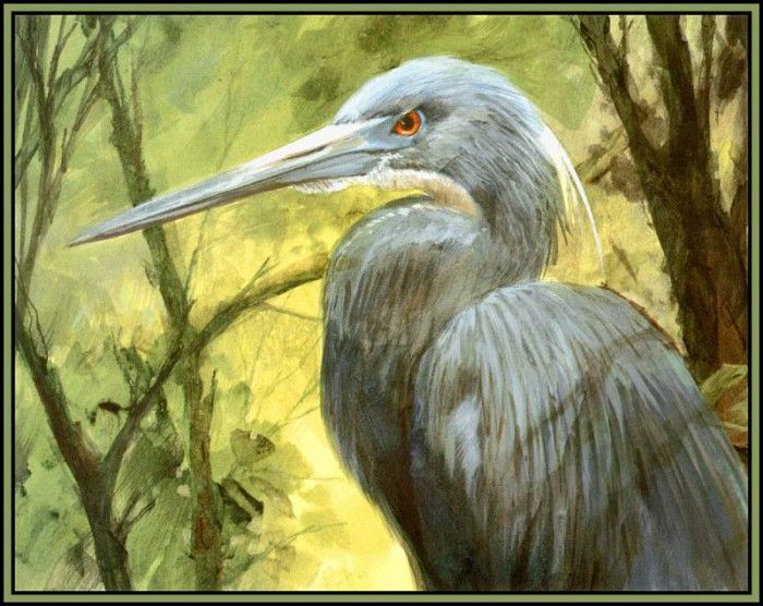 D50-AWE048-RB-Tricolored Heron 1. Bansemer, 