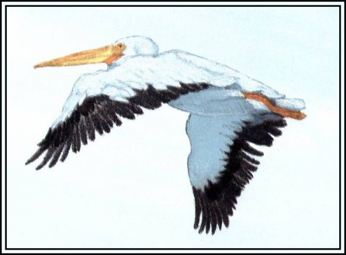 D50-AWE100-BR-White Pelican 3. Bansemer, 
