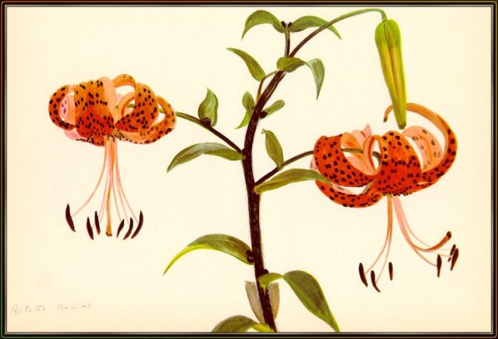 Davids Lilium-Tigrinum-Splendens-sj. 