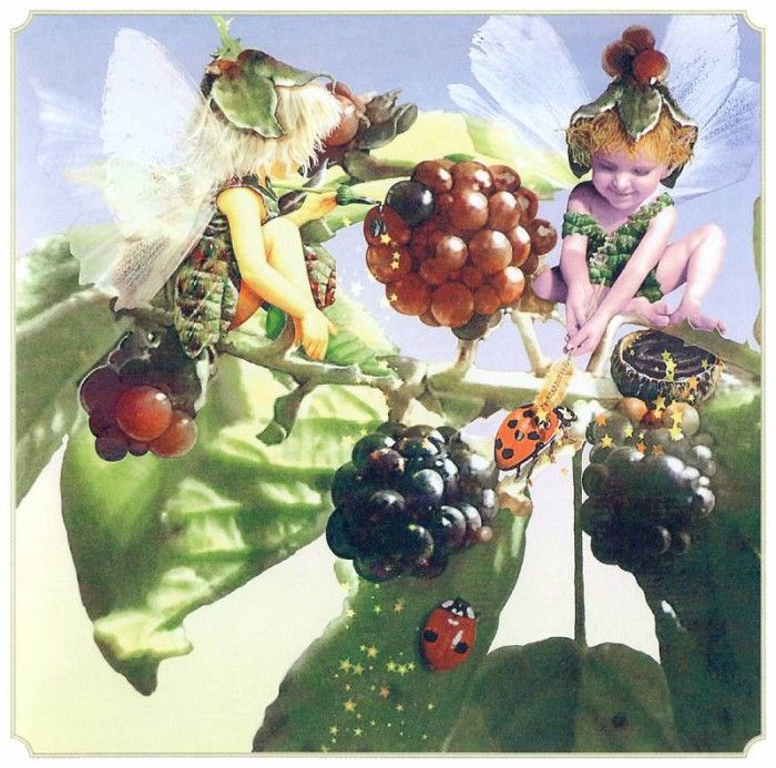 kb Cross Tom Aut Blackberry Fairy. , 