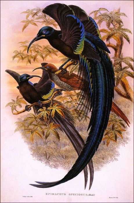 bs-na- William Hart- Black Sickle- Billed Bird Of Paradise. ,  