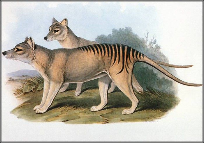 pa AVM ext 07 Gould Thylacine. , 