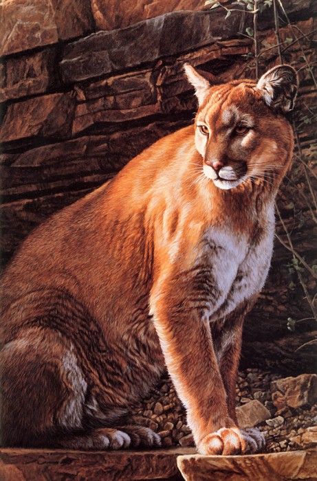 Parker, Ron - Cougar (end. , 